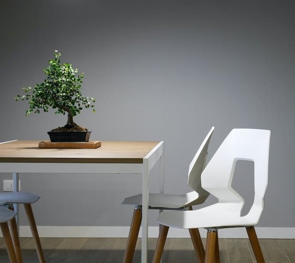 Comment utiliser les plantes pour embellir son intérieur ?